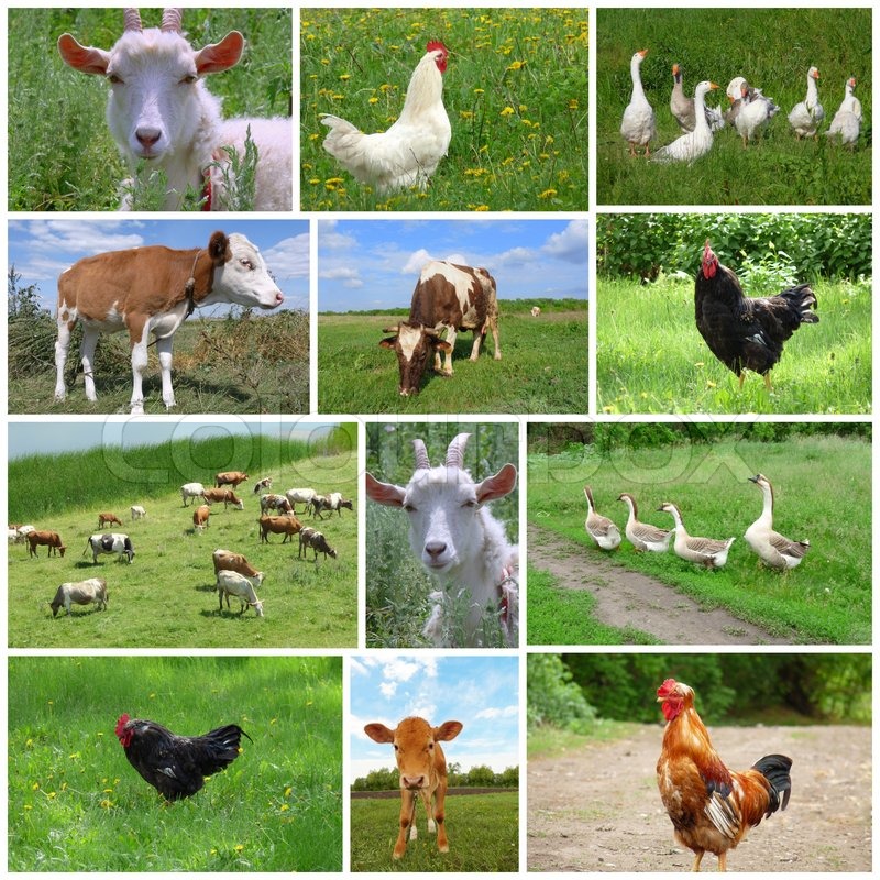 Farm animals collage | 100 FOR 100 Movement